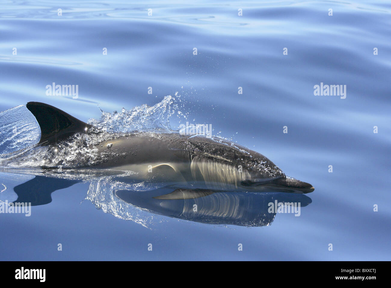 Adult Common Dolphin (Delphinus delphis) surfacing in the Atlantic Ocean, Azores, Portugal Stock Photo