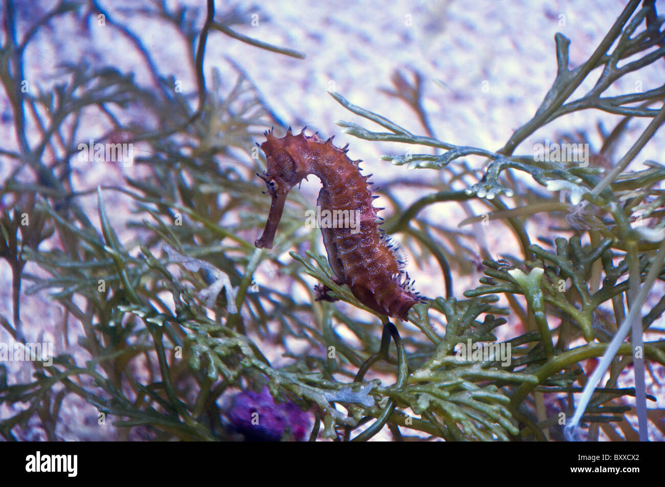 A Seahorse from the Red Sea Stock Photo - Alamy