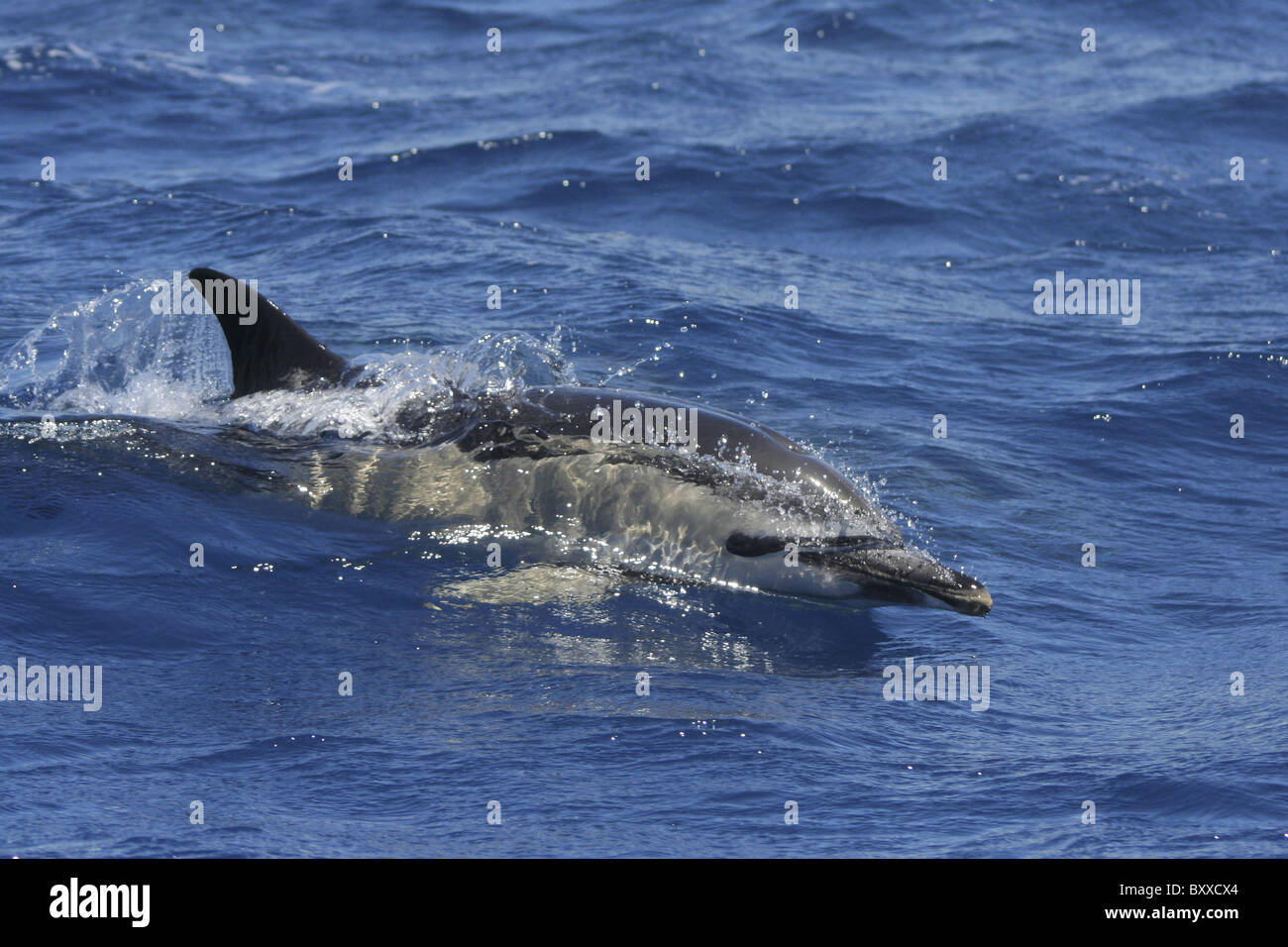 Adult Common Dolphin (Delphinus delphis), Atlantic Ocean, Azores, Portugal Stock Photo