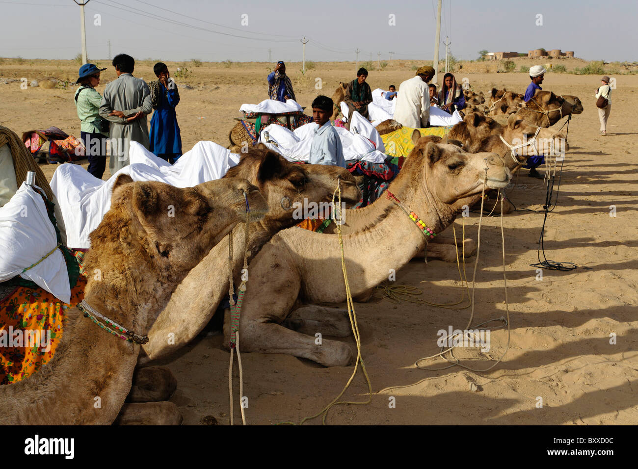 Camel drivers lined up and waiting for tourists, Thar Desert, near Jodhpur, India Stock Photo