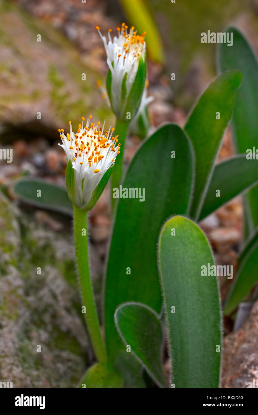 Haemanthus humilis subspecies hirsutus, flowering Stock Photo