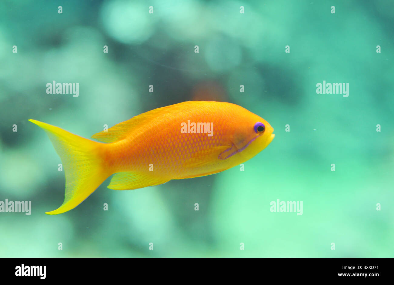 orange Anthias fish in a blue sky Stock Photo