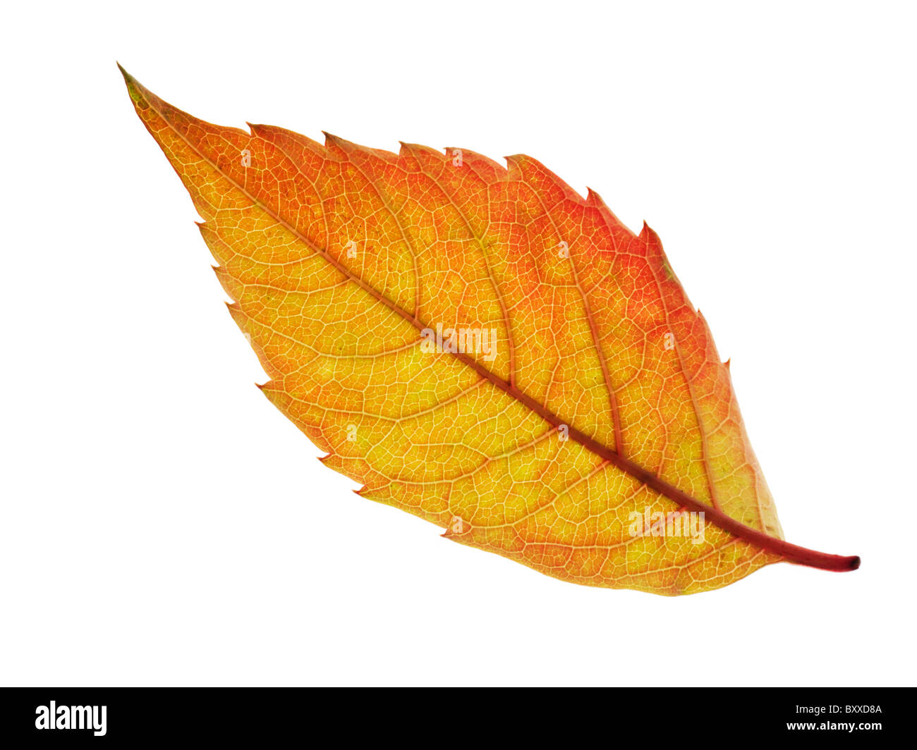 Fallen Autumn Leaf - Brightly coloured laeves. Stock Photo
