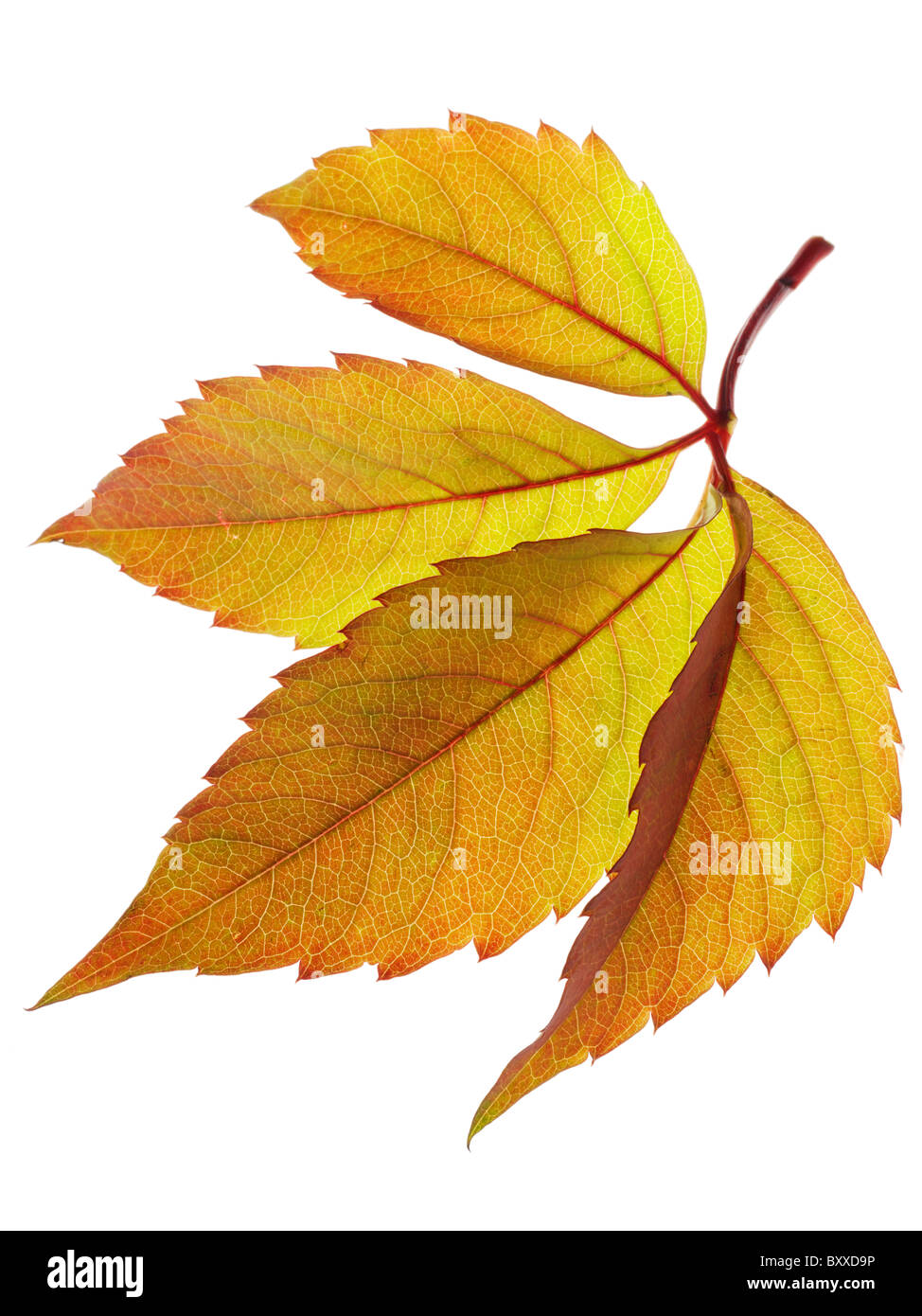 Fallen Autumn Leaf- Virginia Creeper - Brightly coloured laeves. Stock Photo