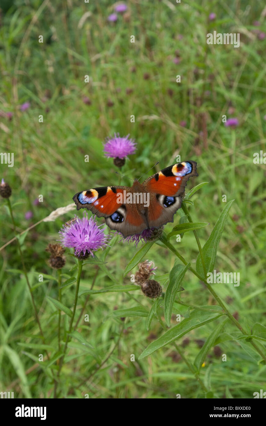 European Peacock butterfly feeds on Greater Knapweed UK Stock Photo