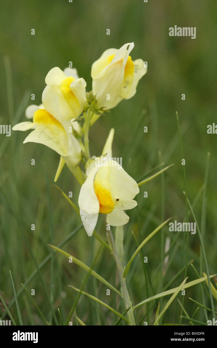 Common Toadflax Stock Photo