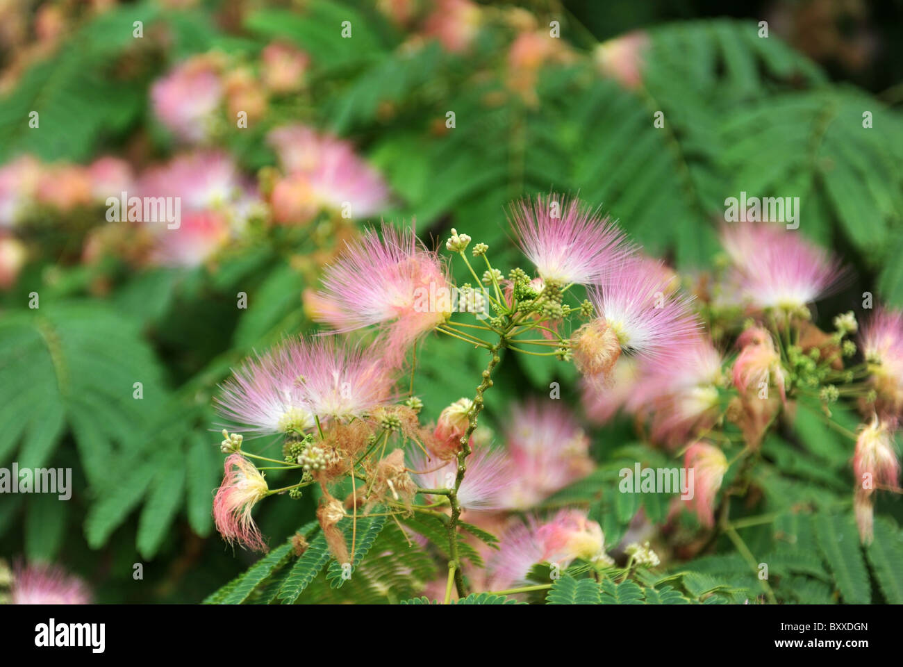 Persian silk tree (Albizia julibrissin) foliage and flowers Stock Photo