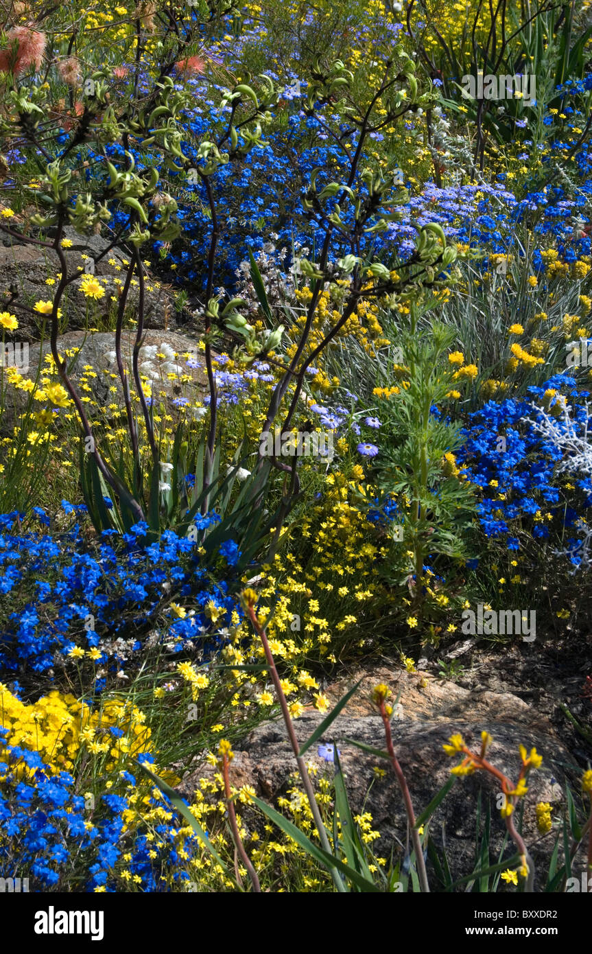Kings park wildflowers hi-res stock photography and images - Alamy