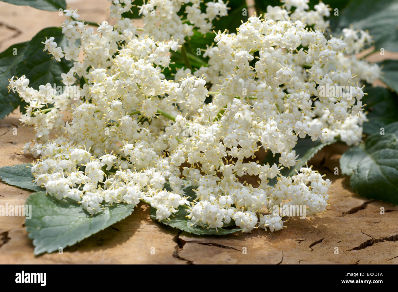 Elderflowers Stock Photo