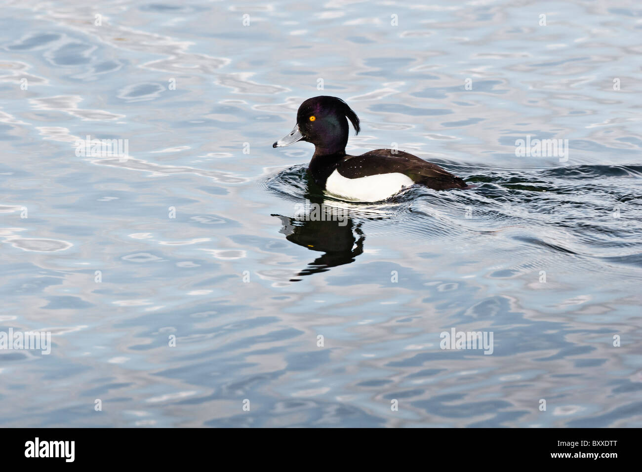 Tufted Duck swimming on open water. Stock Photo
