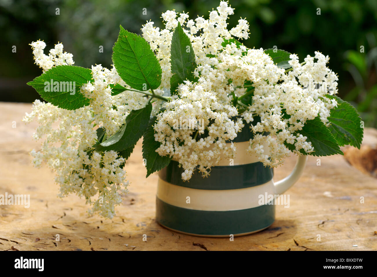 Elderflowers Stock Photo