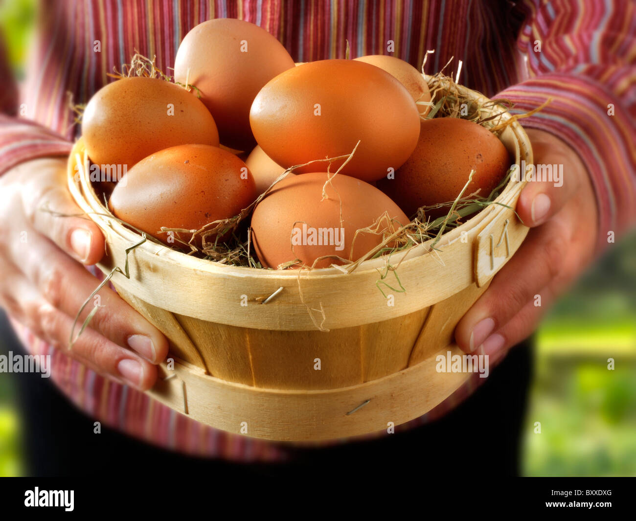 Basket of Fresh Burford Brown free range organic Eggs Stock Photo