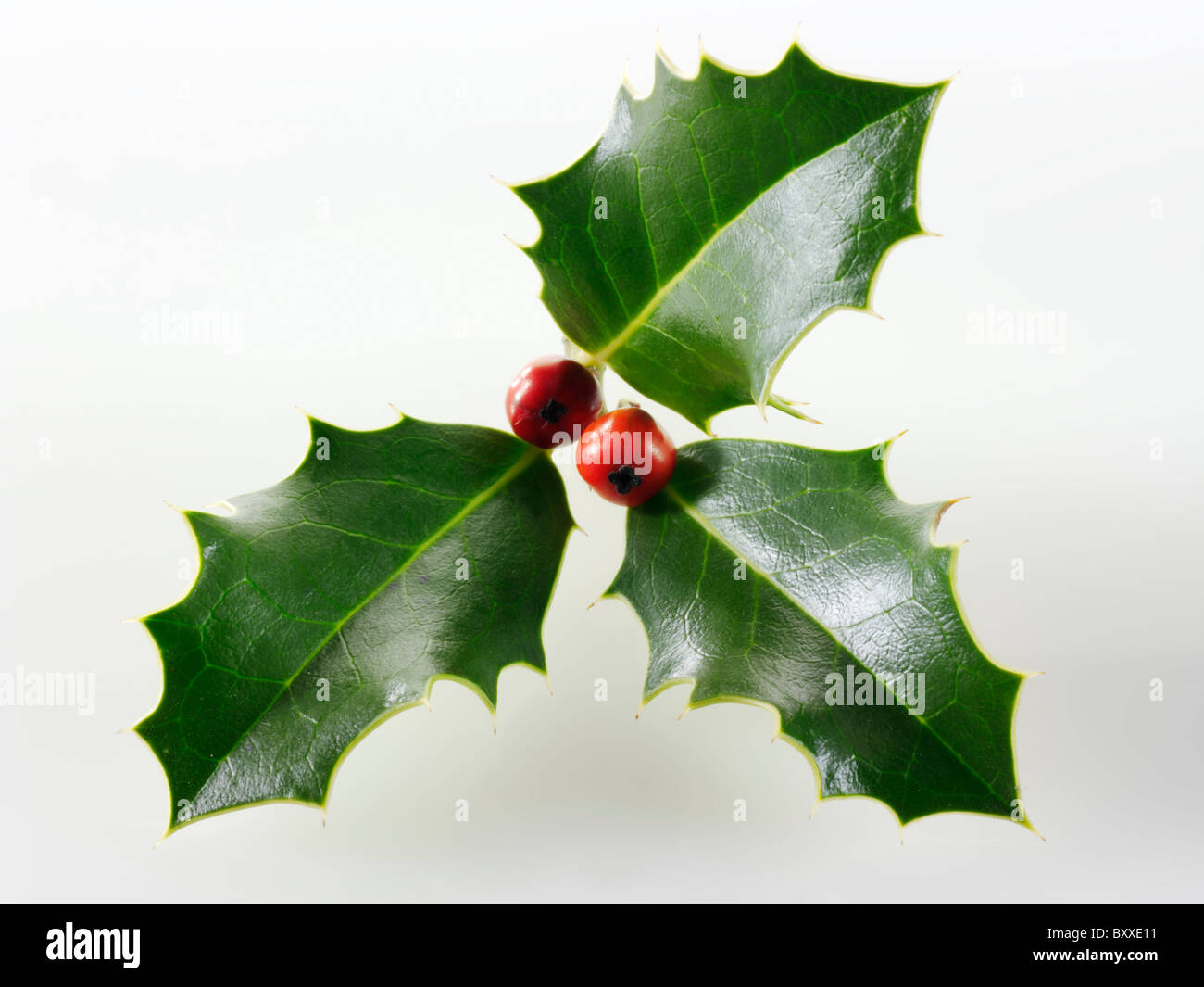 Christmas holly with red berries Stock Photo - Alamy