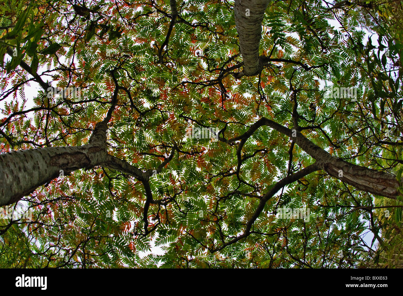 Fisheye view of three sumac trees in autumn, Mount Desert Island, Maine