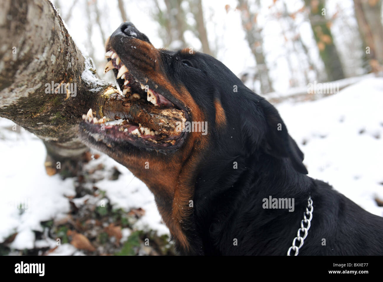 a rottweiler biting a stick of wood in a forest Stock Photo Alamy