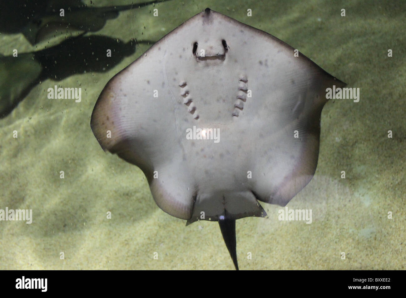 undulate ray in aquarium Stock Photo