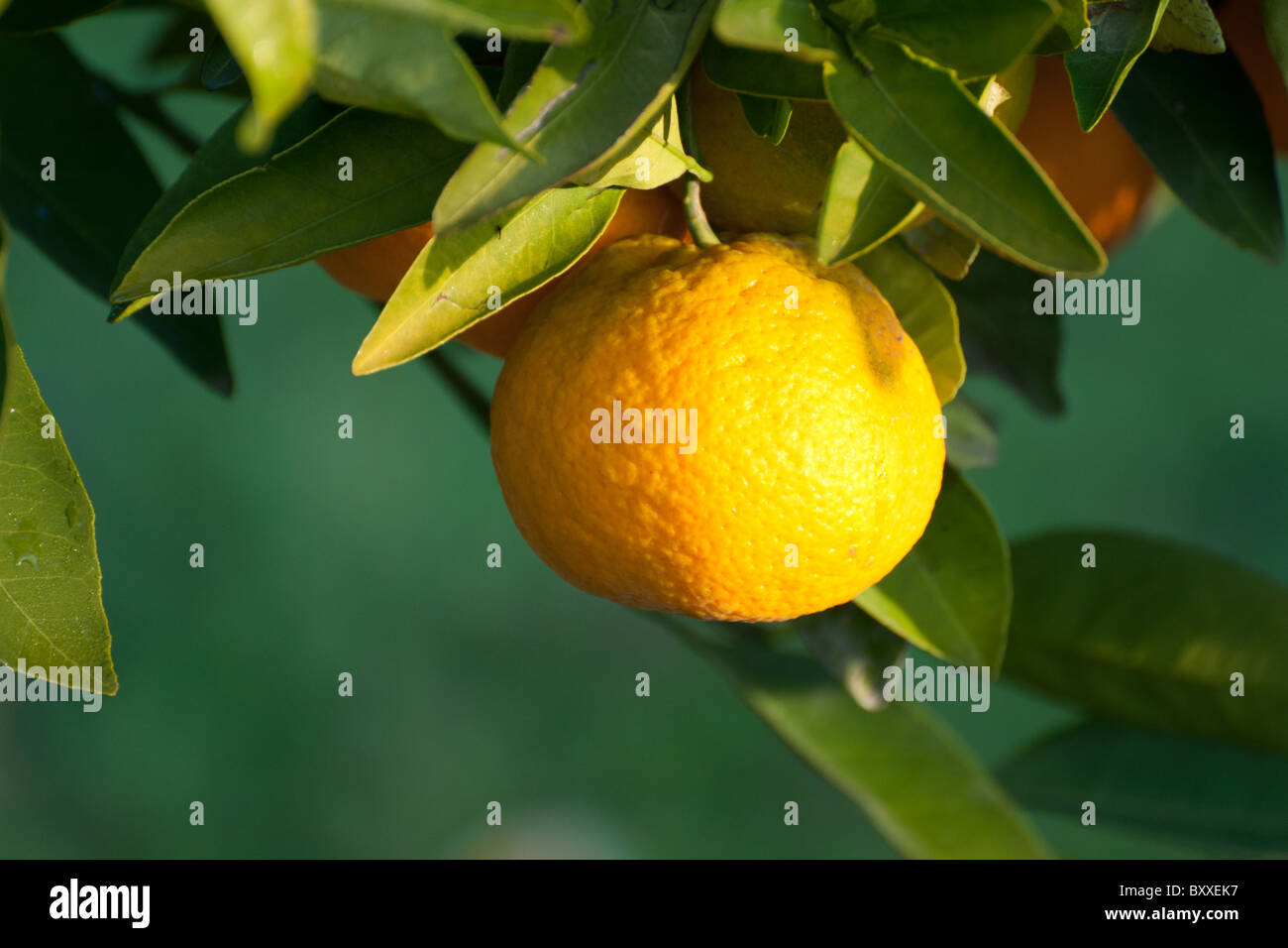 Tangerine tree citrus unshiu hires stock photography and images Alamy