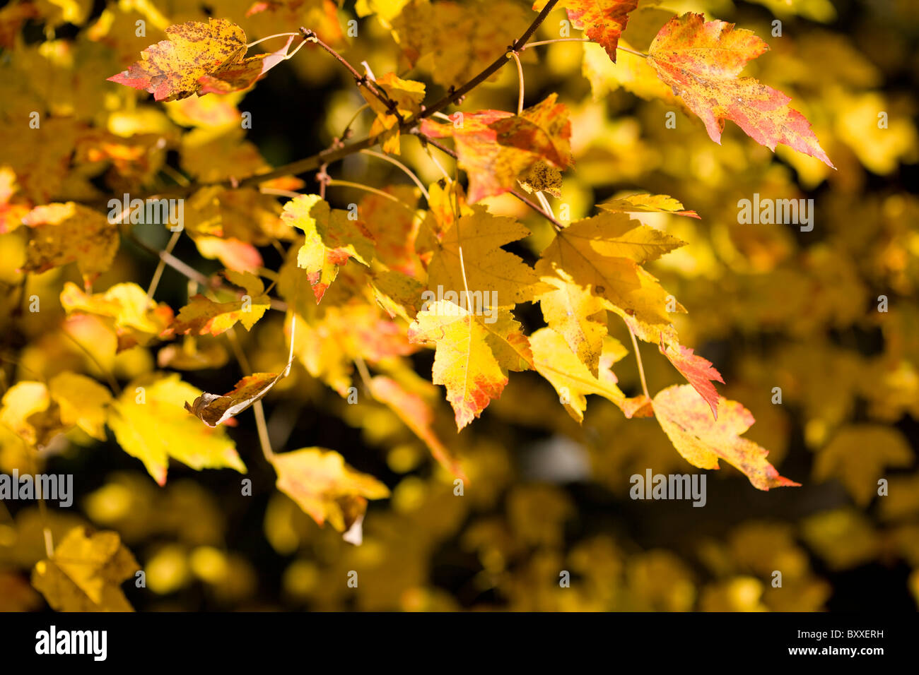 Sugar Maple (Acer saccharum Marsh.) tree leaves turning colour in early autumn Stock Photo