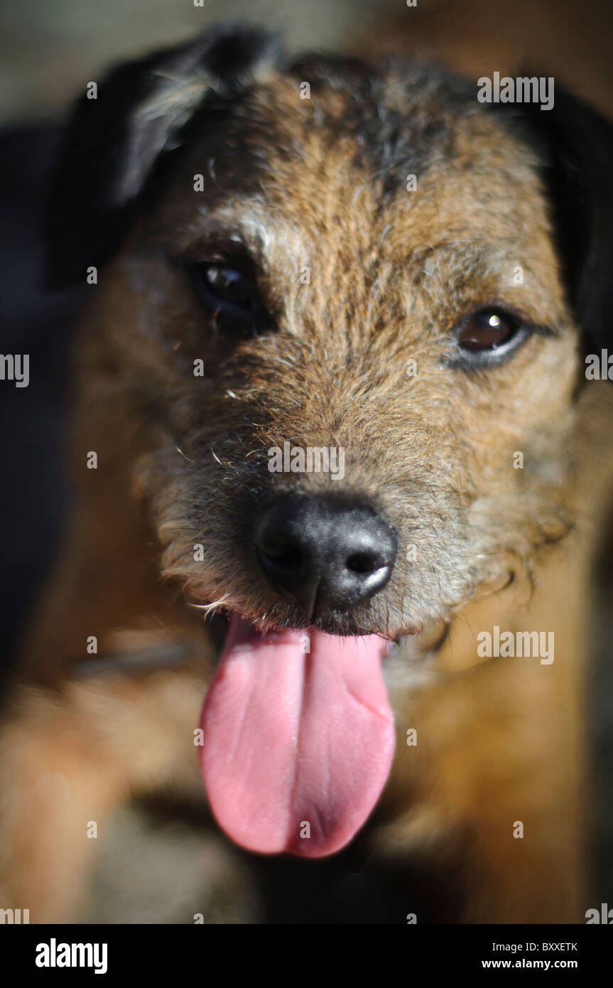 Small brown terrier dog, Border terrier/Lakeland cross with tongue out Stock Photo Alamy