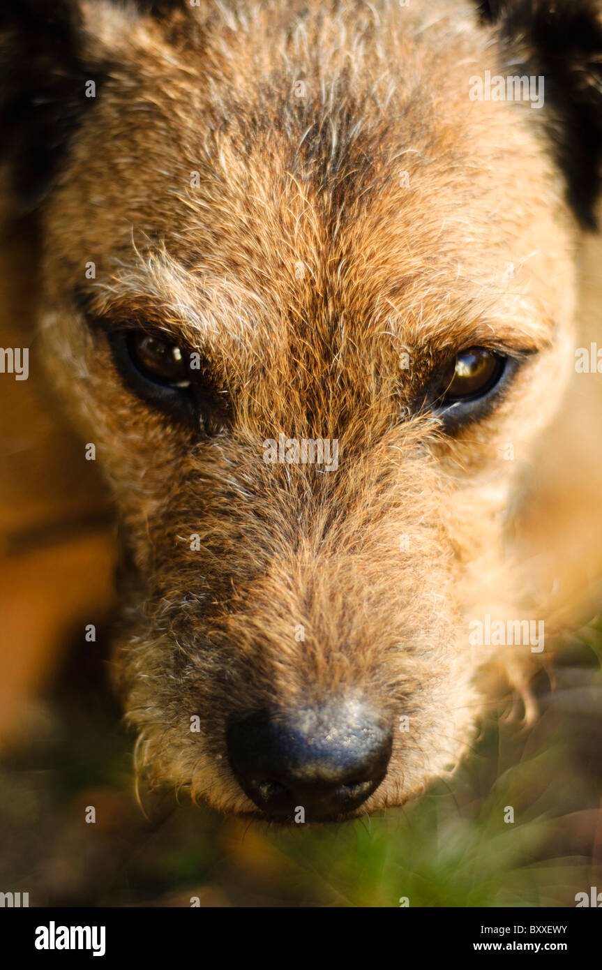 Border cross lakeland terrier hires stock photography and images Alamy
