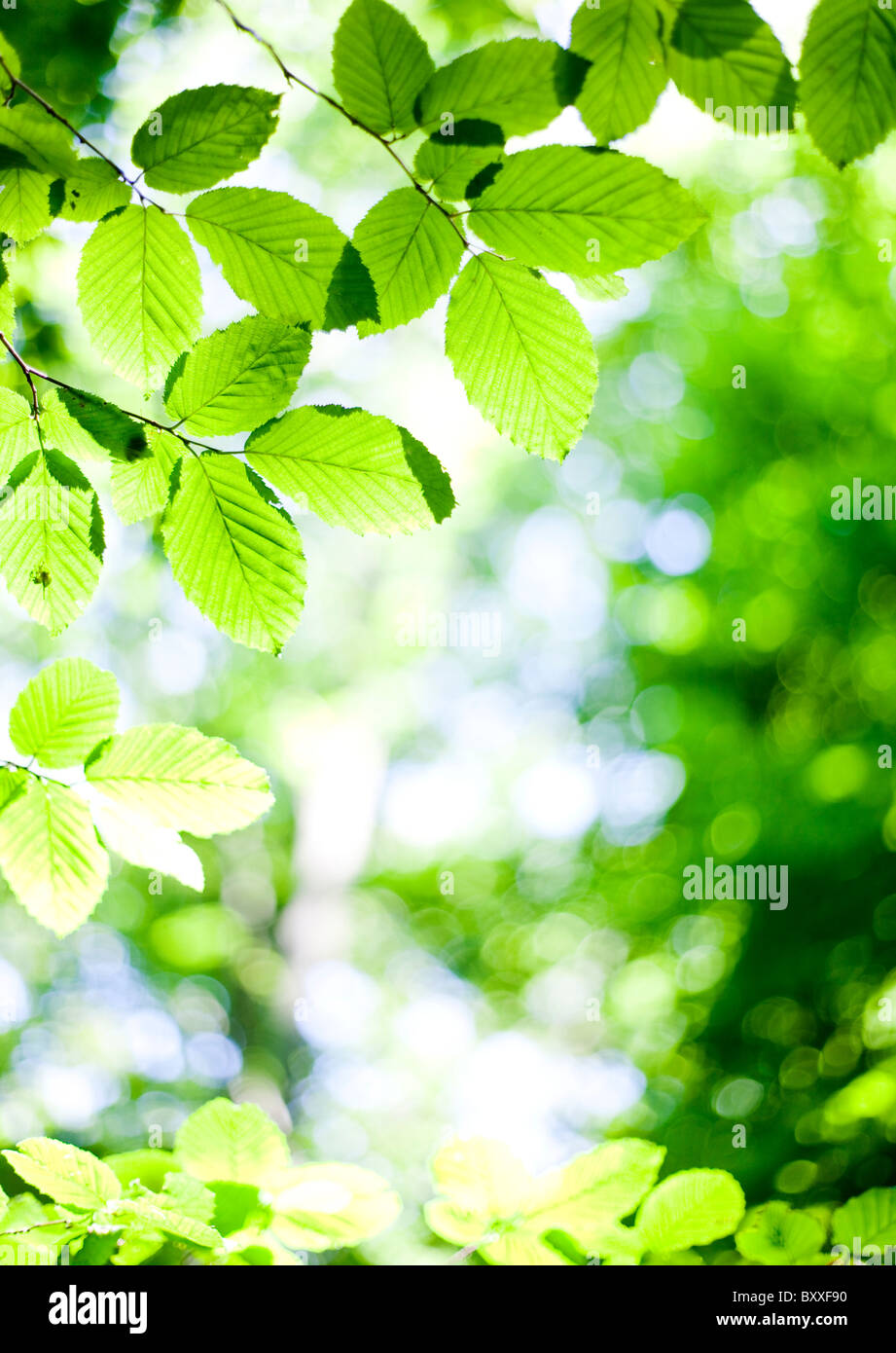 Green leaf in backlighting.Nashulta,Sweden Stock Photo