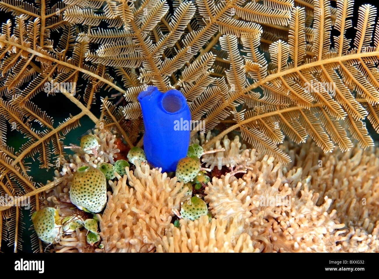 Blue ascidian, or tunicate, Rhopalaea and a cluster of small green and white ascidians, Atriolum robustum. Stock Photo