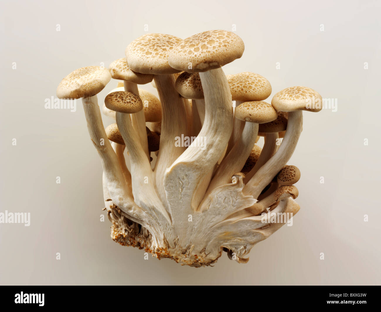 Raw fresh organic HonShimeji mushrooms Stock Photo Alamy