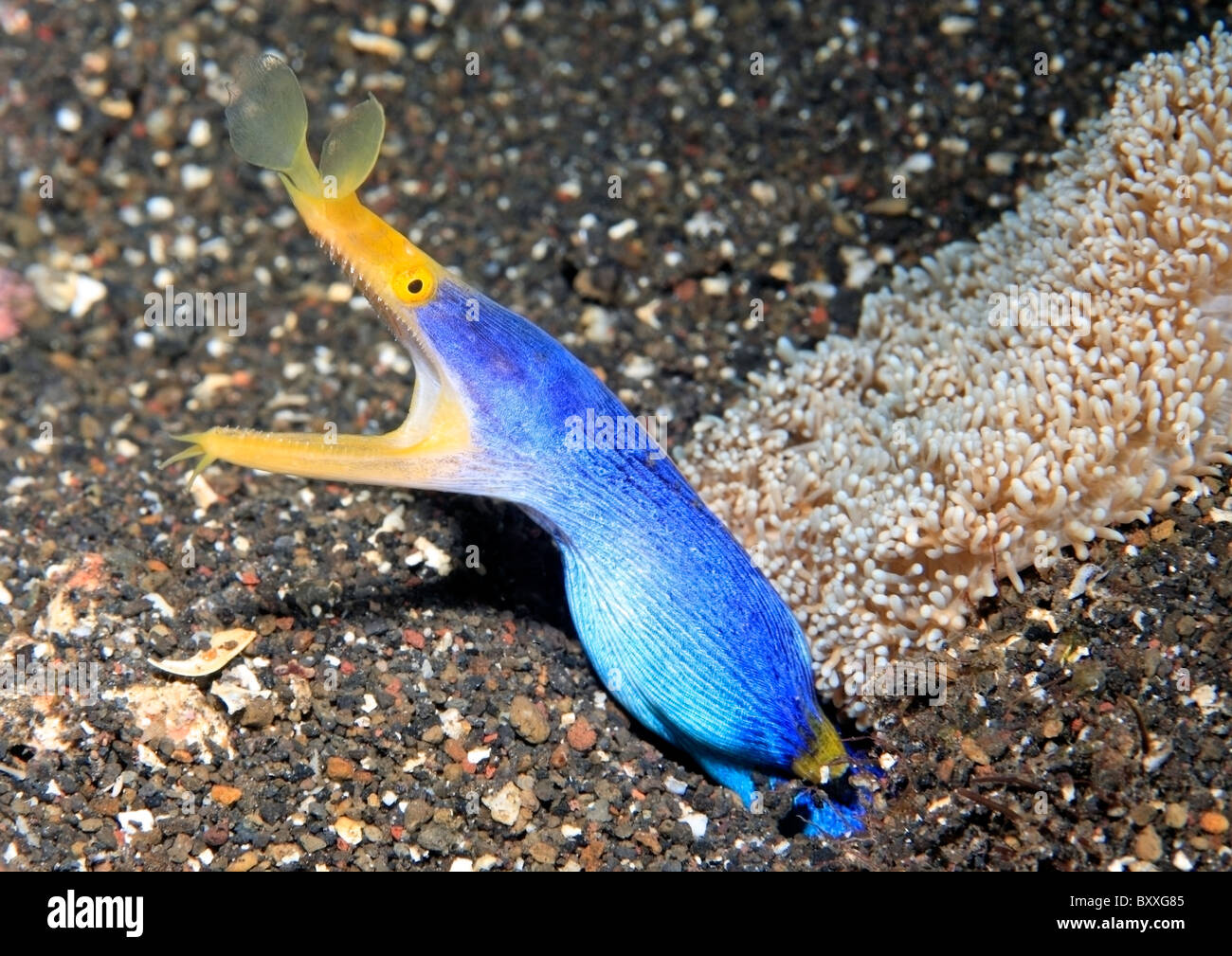 Blue Ribbon Eel, Rhinomuraena quaesita,Tulamben, Bali, Indonesia. Bali Sea, Indian Ocean Stock Photo