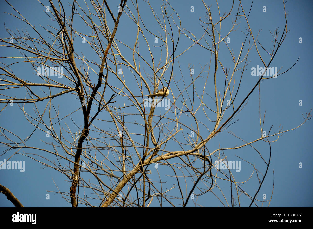 A bird sitting on a dry tree Stock Photo - Alamy