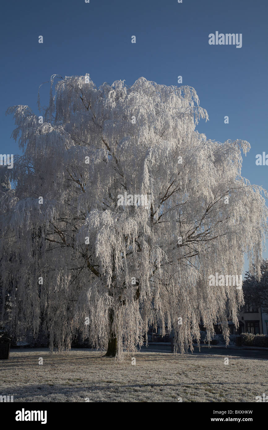 Ice frozen onto tree Stock Photo - Alamy