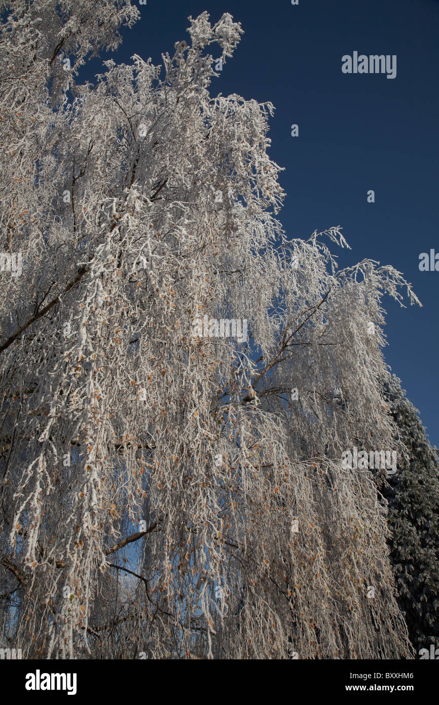 Ice frozen onto tree Stock Photo - Alamy