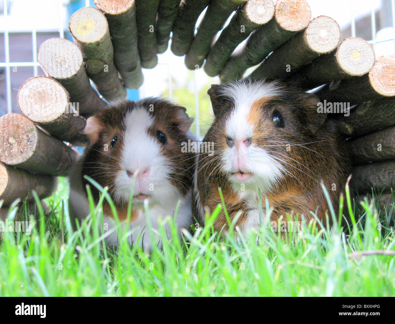 Two Guinea pigs laying together facing the camera within a small home