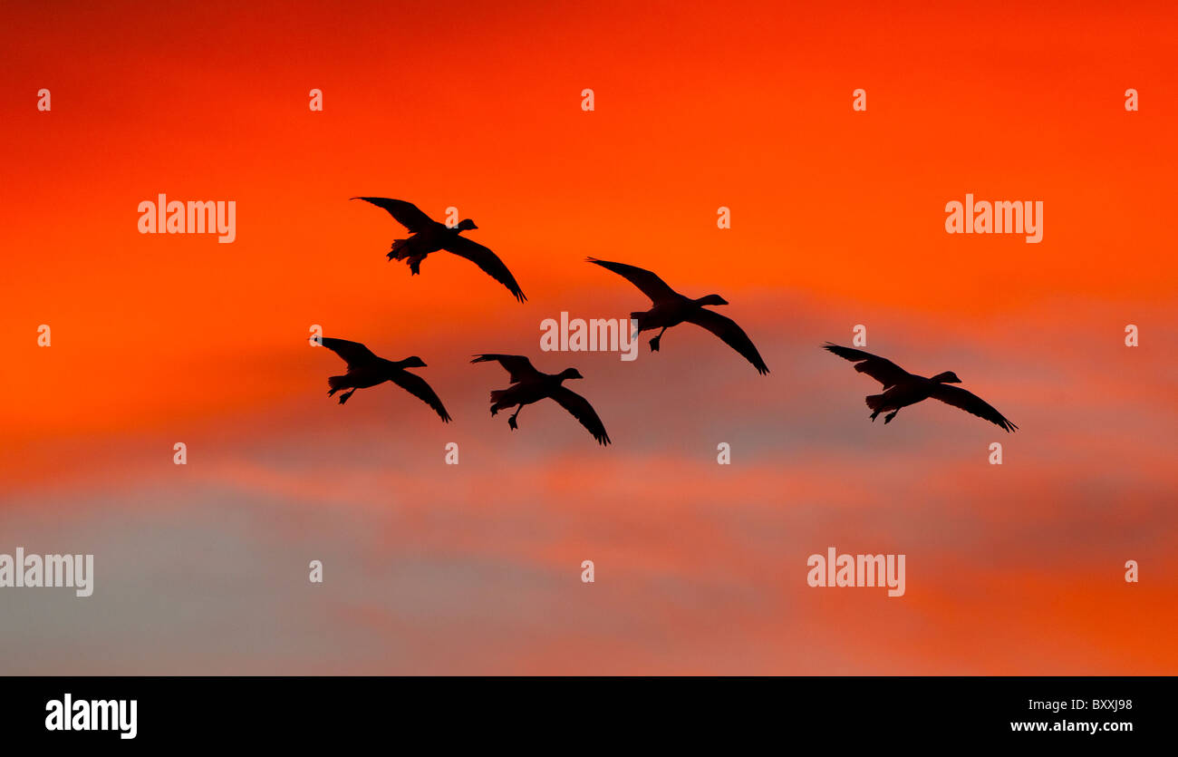 Bosque del apache sunset hi-res stock photography and images - Alamy