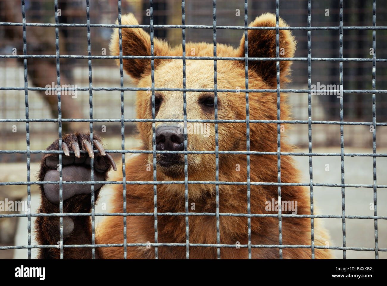 sad bear in zoo. animals Stock Photo - Alamy