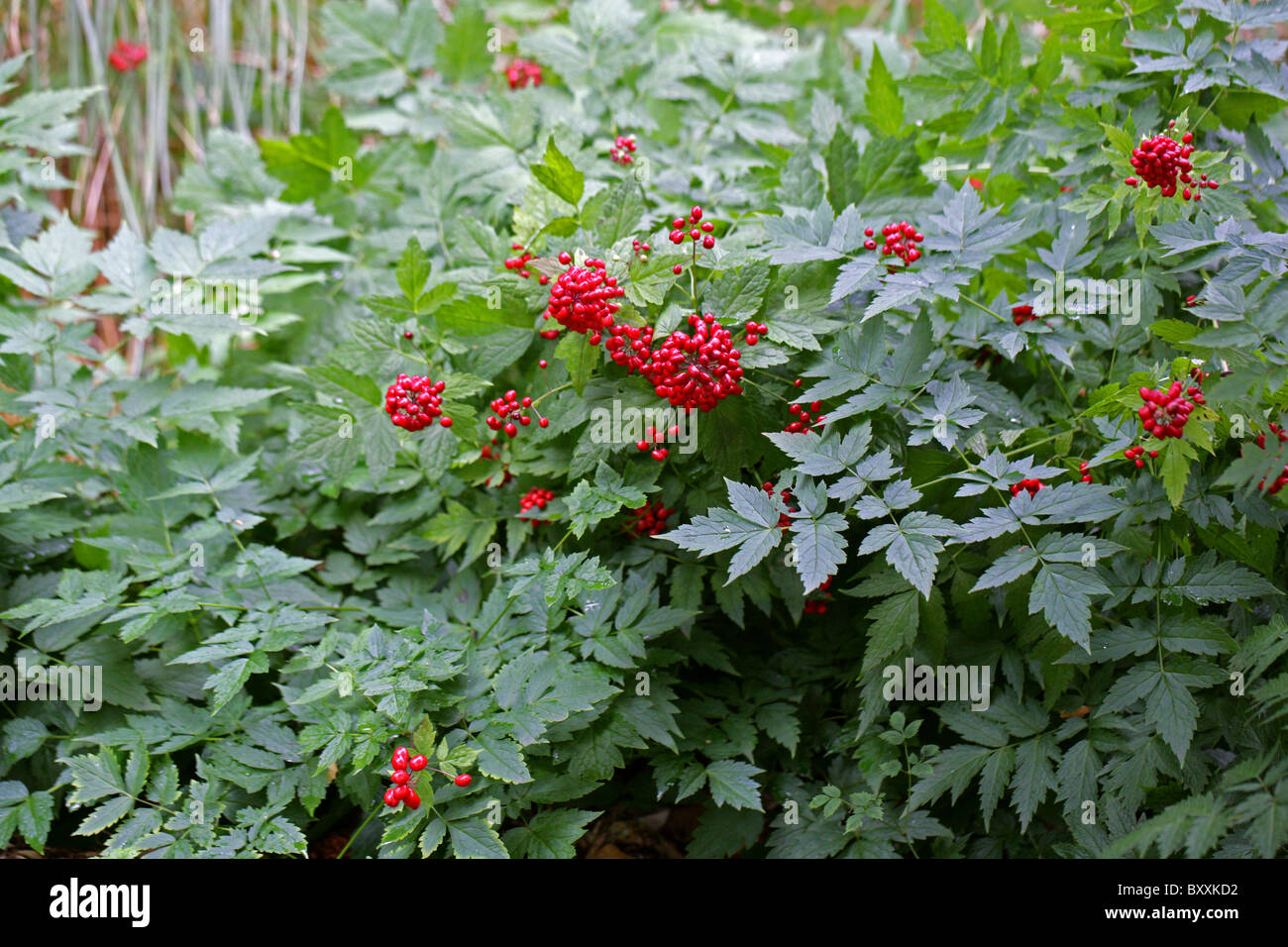 Red Baneberry, Chinaberry or Doll's Eye, Actaea rubra, Ranunculaceae. North America. Stock Photo