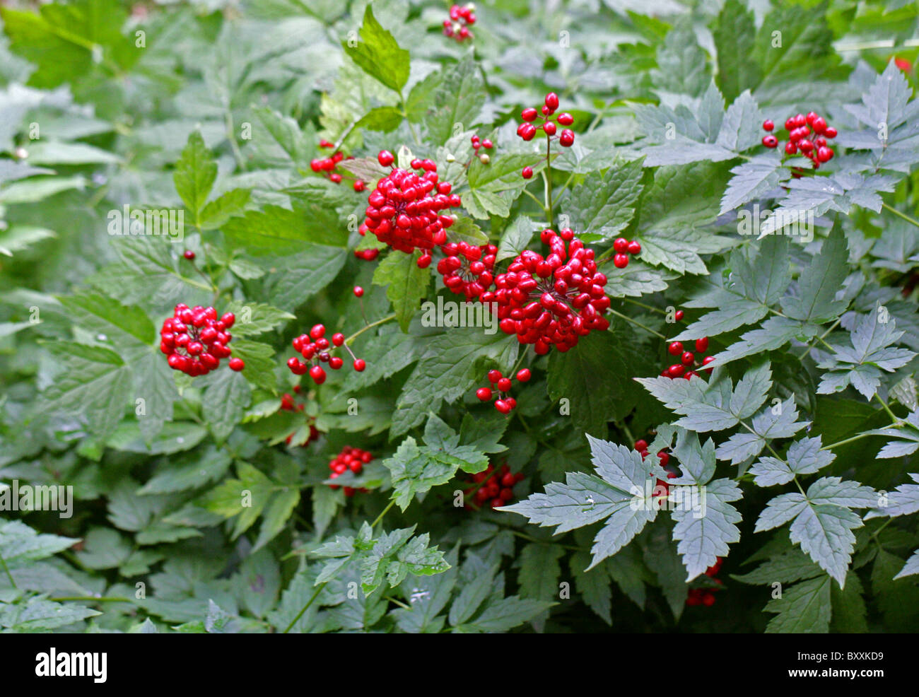 Red Baneberry, Chinaberry or Doll's Eye, Actaea rubra, Ranunculaceae. North America. Stock Photo