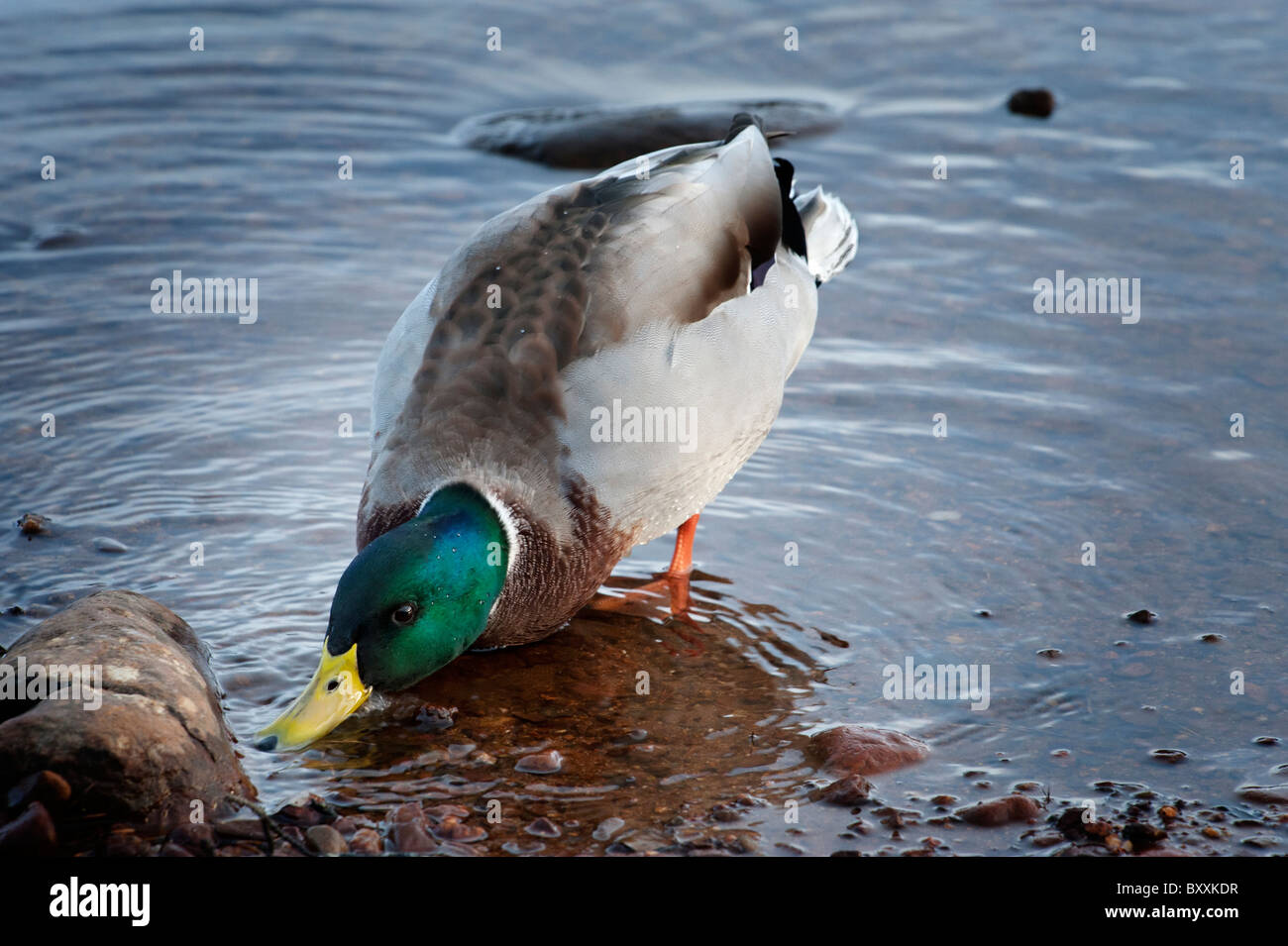 Mallard Duck feeding Stock Photo Alamy