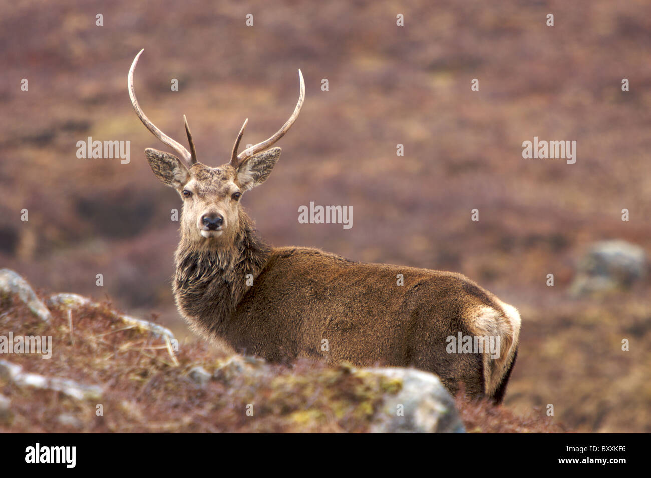 Red Deer in Glen Lyon, Scotland Stock Photo