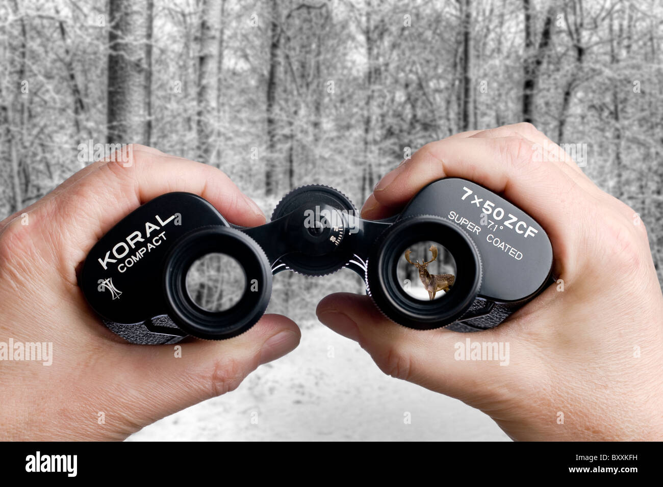 Looking through binoculars toward a deer in the forest Stock Photo