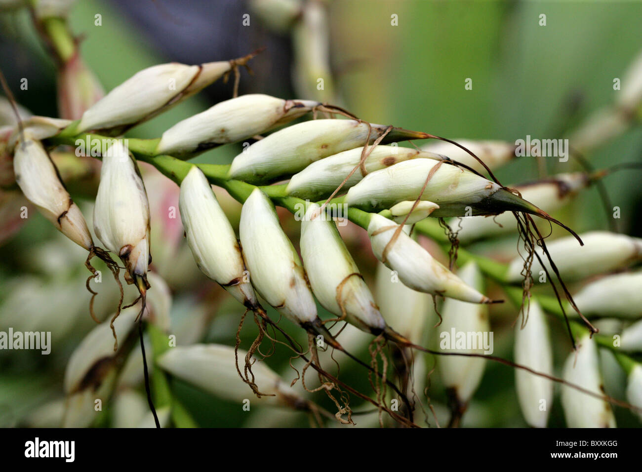 Bromeliad, Alcantarea glaziouana, Bromeliaceae, Brazil, South America