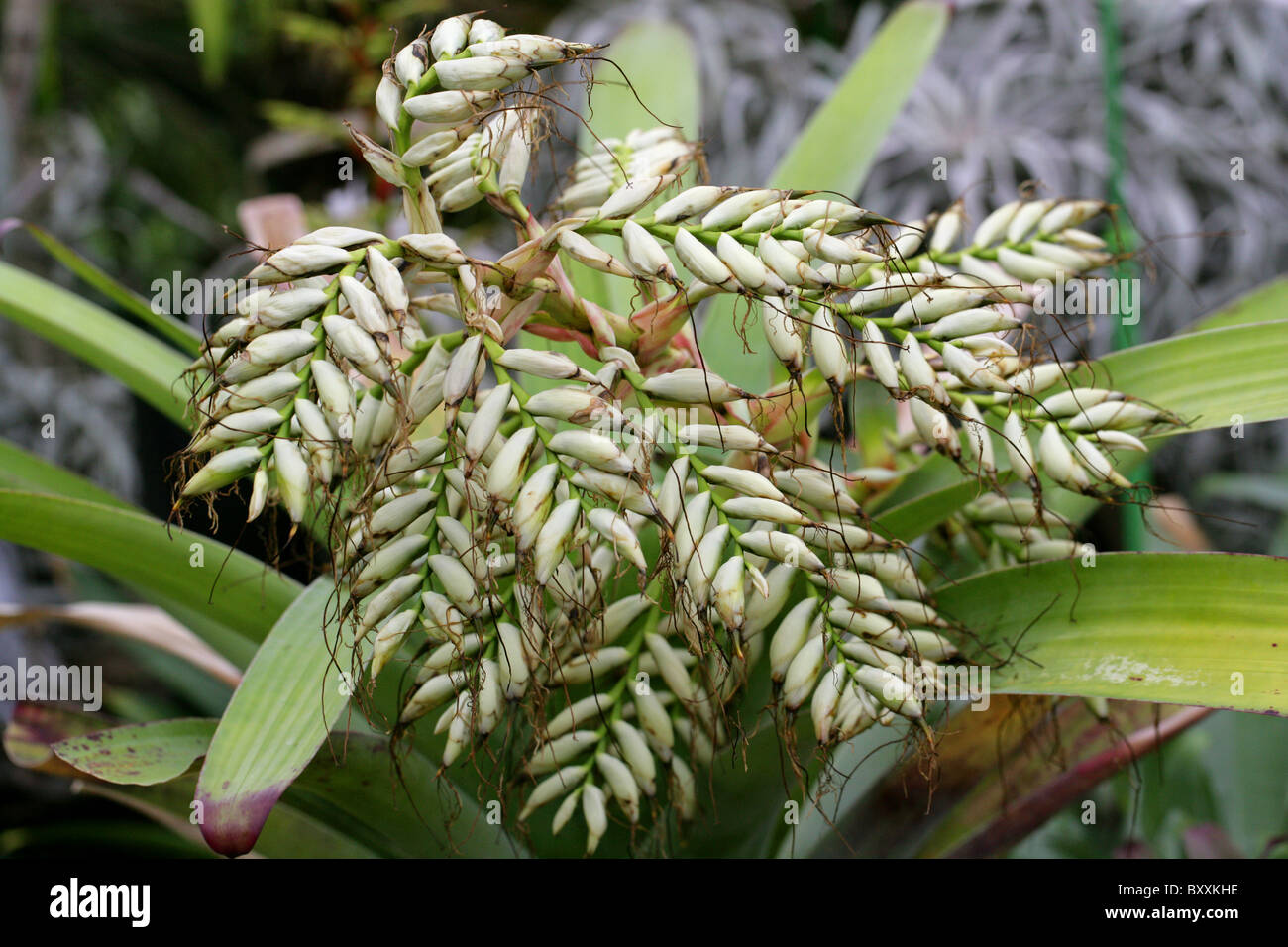 Alcantarea glaziouana hires stock photography and images Alamy