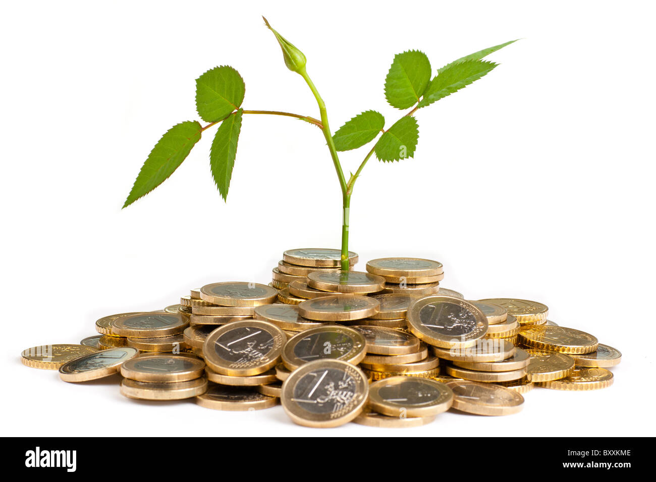 New green plant shoot growing from money Stock Photo