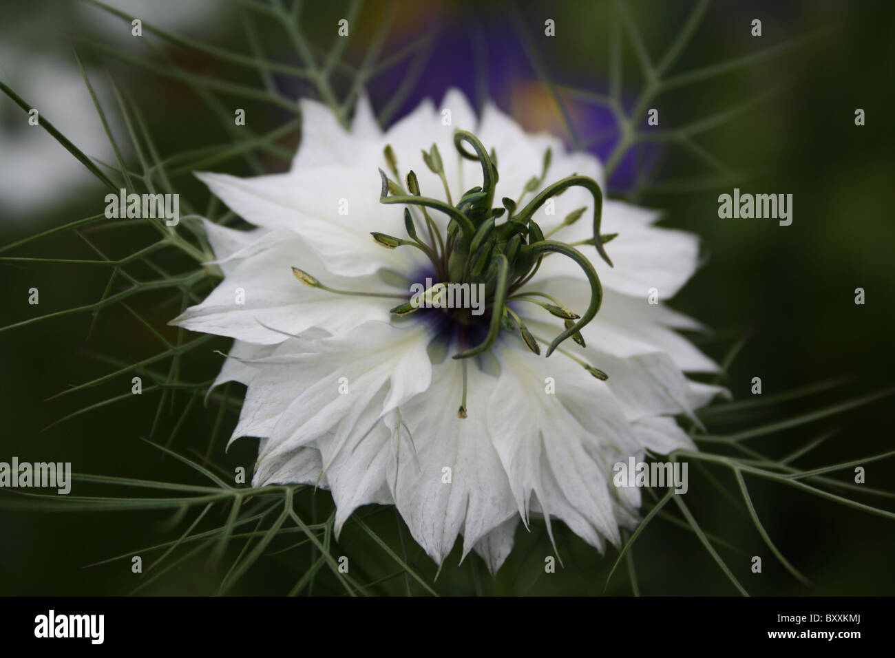 Black Cumin, Fennel flower Stock Photo Alamy