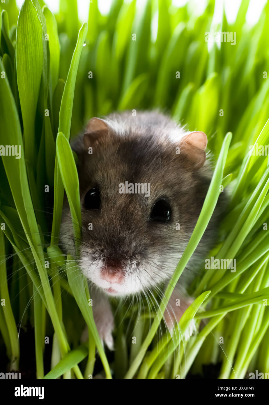 Hamster in grass Stock Photo Alamy