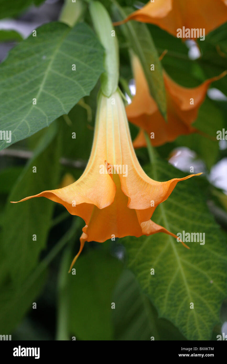 Angels Trumpets, Brugmansia x candida, 'Grand Marnier', Solanaceae Stock Photo