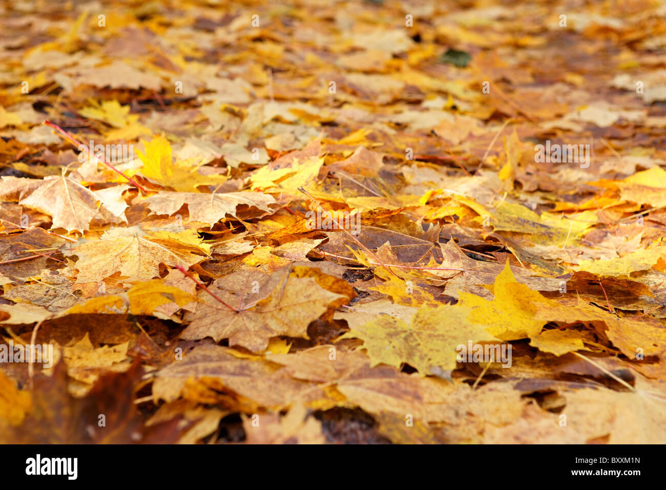 Golden yellow leaf leaves hi-res stock photography and images - Alamy