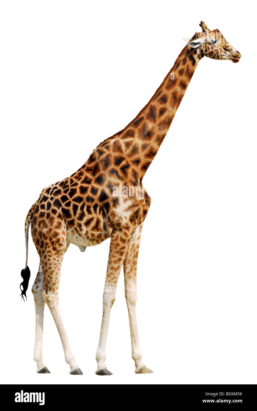 giraffe (camelopardalis) side view isolated on white background Stock Photo