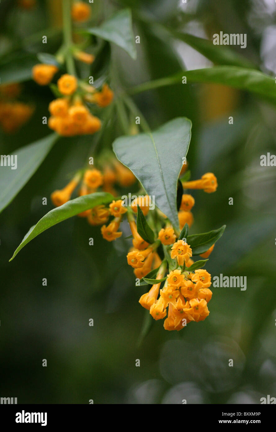 Orange Cestrum, Orange Jessamine, Yellow Cestrum or Yellow Shrub Jessamine, Cestrum aurantiacum, Solanaceae. Stock Photo