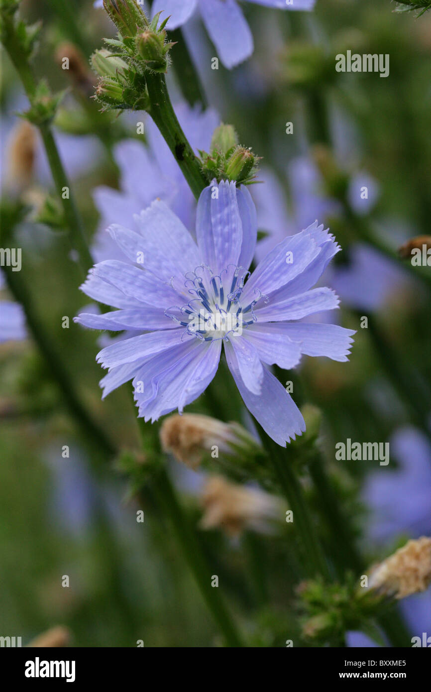 Common Chickory, Cichorium intybus, Asteraceae. Europe and North Africa. Stock Photo