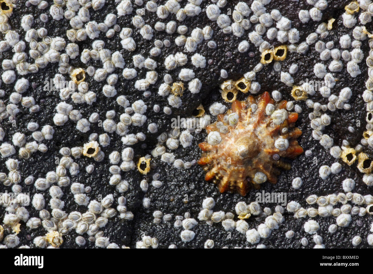 Common limpet (Patella vulgata) and barnacles (Semibalanus balanoides) on the rocky shores of Northumberland, England; UK Stock Photo